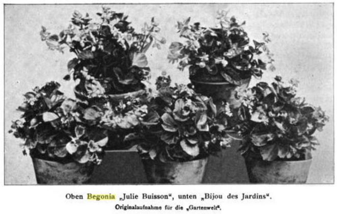 B. ‘Julie Buisson’